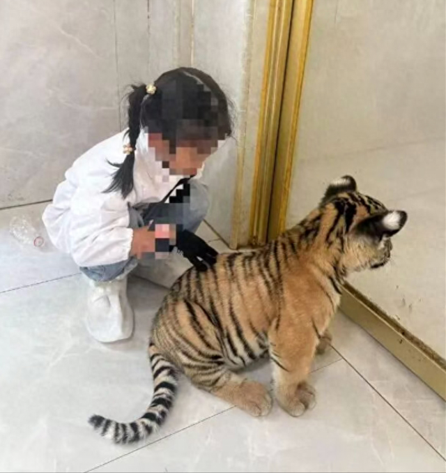 广西平南幼虎咬伤女童，场馆称已与家长协商达成一致！将改进