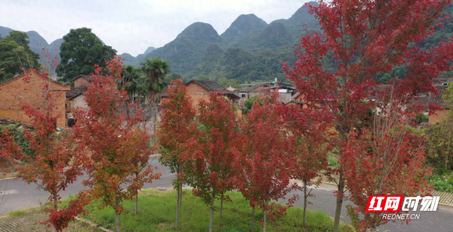 江永勾蓝瑶寨：初冬红叶醉游人