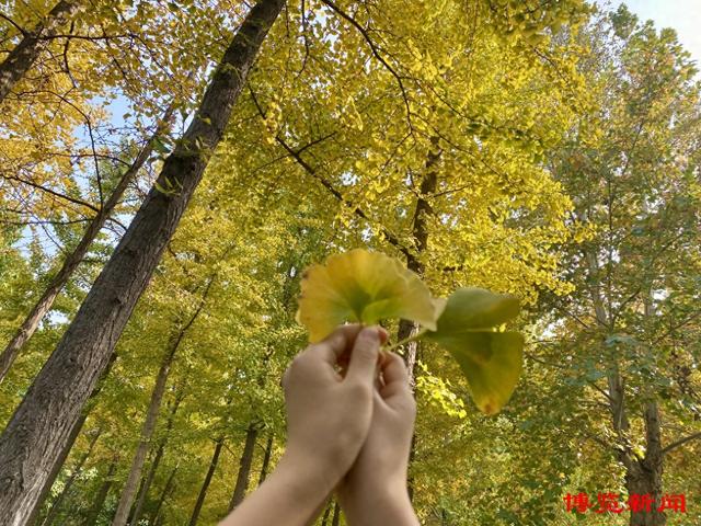 11月游淄博，享受深秋好时光！