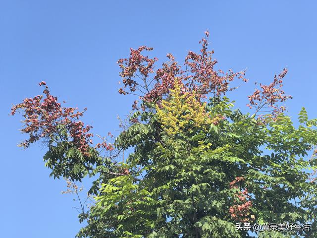 河北石家庄：“黄花红果”栾树扮靓秋日美景