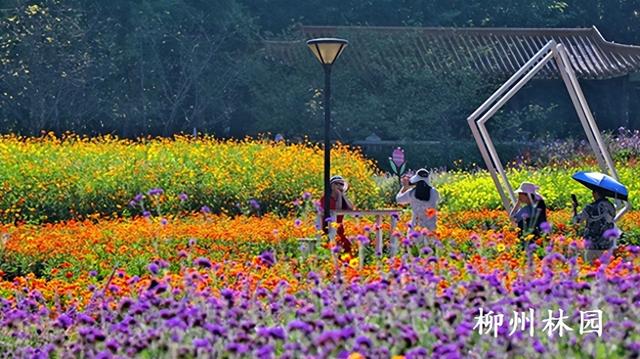 柳州市雀儿山公园4000平方米硫华菊盛放