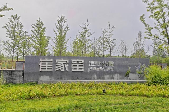 雨洗新荷！崔家窑湿地公园秒变莫奈花园