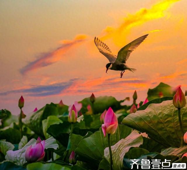 华山湖湿地公园以其优美的自然景观和丰富的生态多样性闻名