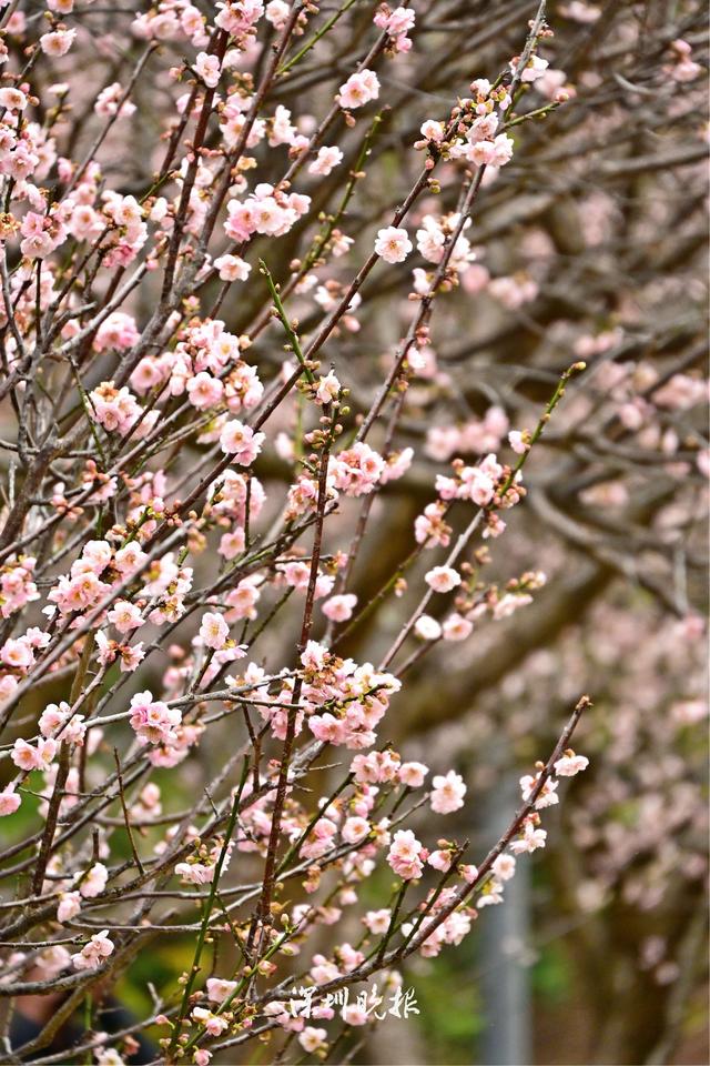 深活指南 | 开了开了！深圳第一波赏梅人已到达现场