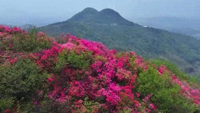 安徽庐江：杜鹃花开红似火 一条山路通向“富”