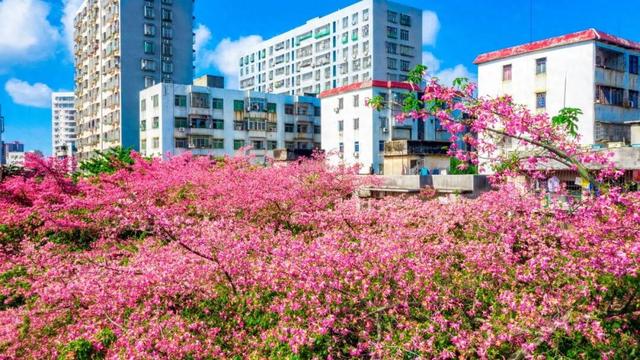 一秒圈“粉”！湛江这片浪漫花海，谁拍谁好看！