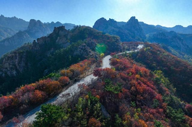 城阳巴士打造918路“太和山赏红枫”主题巴士