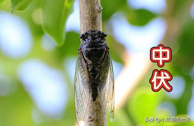 头伏吃饺子，明日中伏吃啥更讲究，提醒：4样不上桌，福气不进门