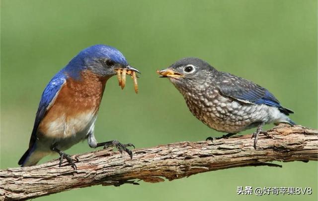 蓝鸟逃出森林攻略（孩子）