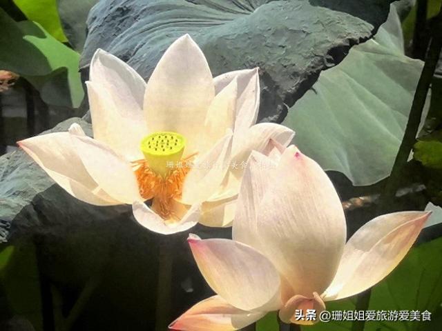 夏末游玩惠州丰渚园：古筑映荷添雅，尾季荷花“私藏”角度显惊艳