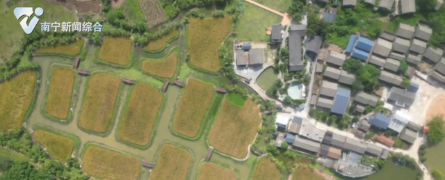 秋风稻浪，满目金黄！在南宁三江口，邂逅诗意秋天