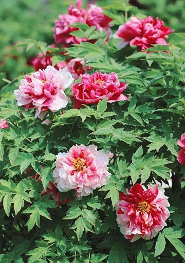 “唯有牡丹真国色，花开时节动京城”——国画牡丹精品荟萃