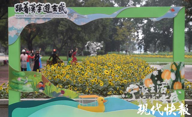 玄武湖2025秋花秋实展9月30日启幕，2万株向日葵邀您共赴“斑斓之约”