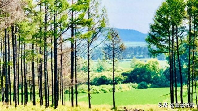 寻梦孟家岗森林公园：林海深处的静谧桃源