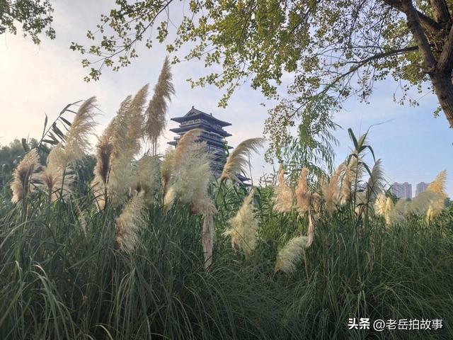 又是一年芦花开