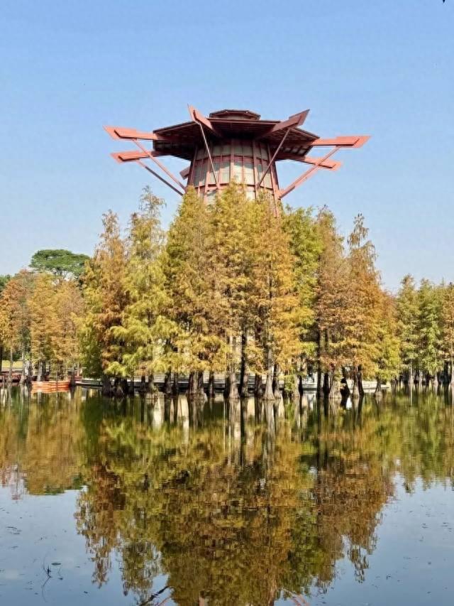 红出圈！南海落羽杉正在刷屏