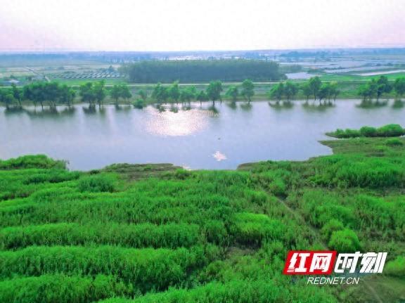 大通湖区：夏日来漉湖邂逅绝美生态“秘境”