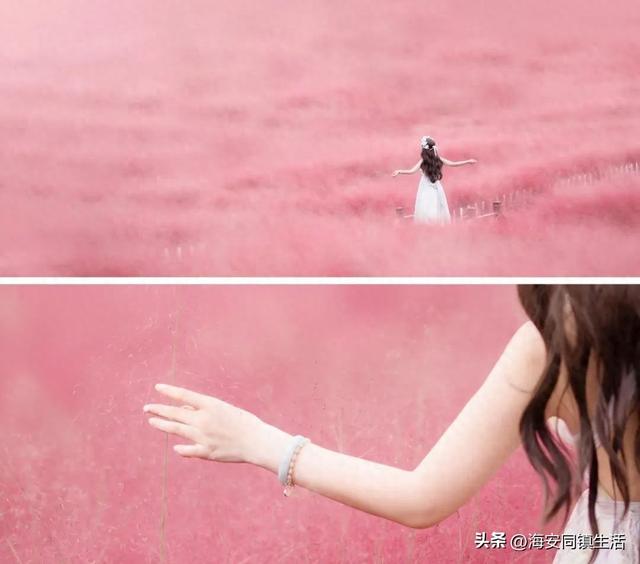 2025年海安云上森林超大规模网红粉黛花海+花海鹿群