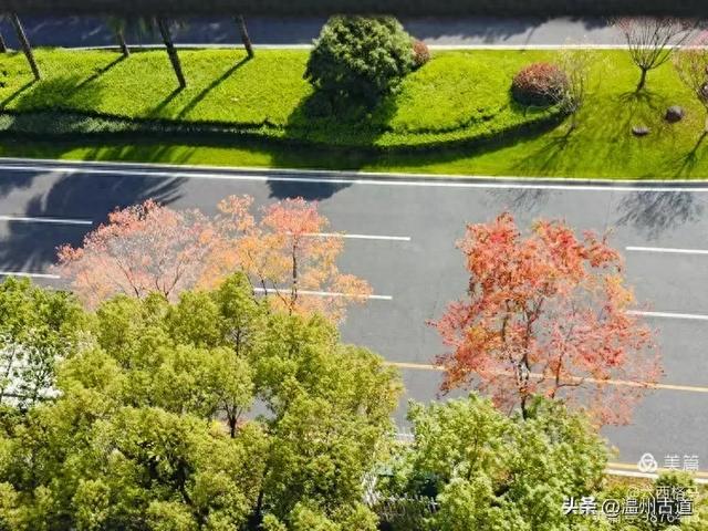 市府路的这几颗乌桕树,你见过吗?现在正是最美的时候!