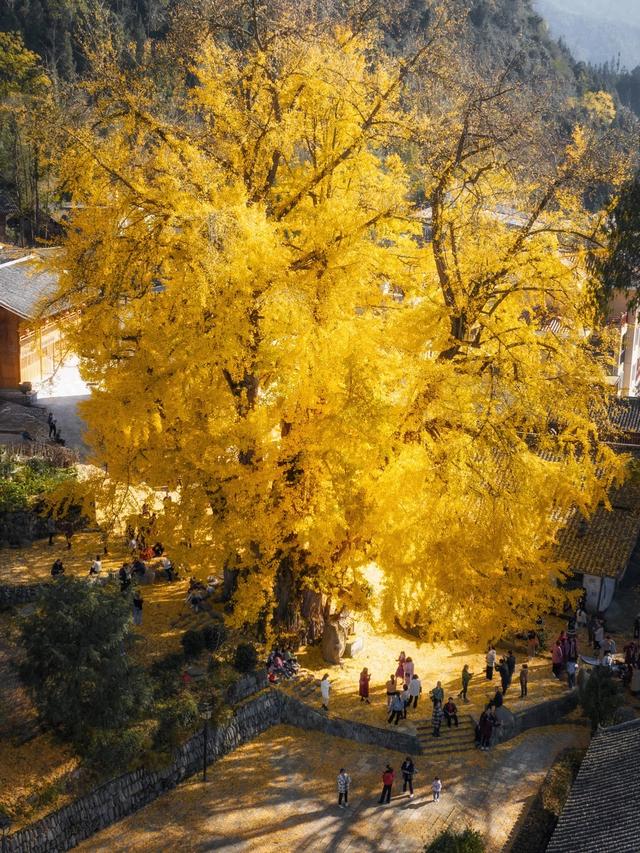 印江凤仪村：千年银杏披金衣 醉美深秋引客来