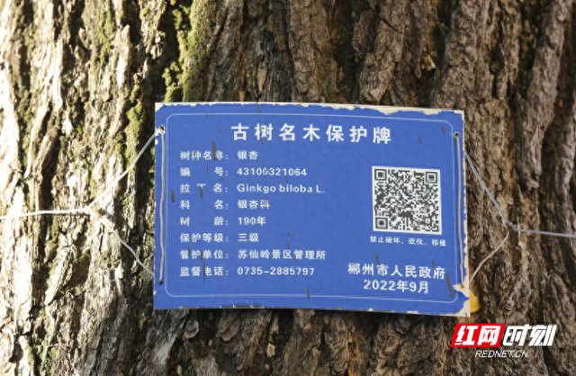 组图  | “杏儿”约你来打卡了~