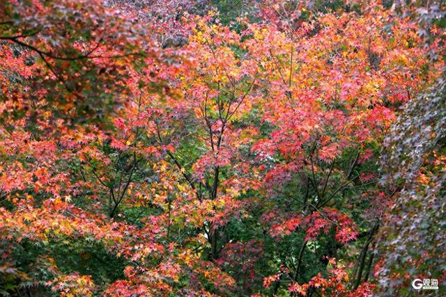 中山公园枫林涧：冬意渐浓，“枫”景上线！