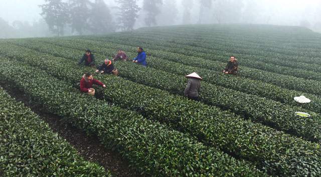 蒙顶山甘露茶贵吗（抢鲜价格每斤150元）