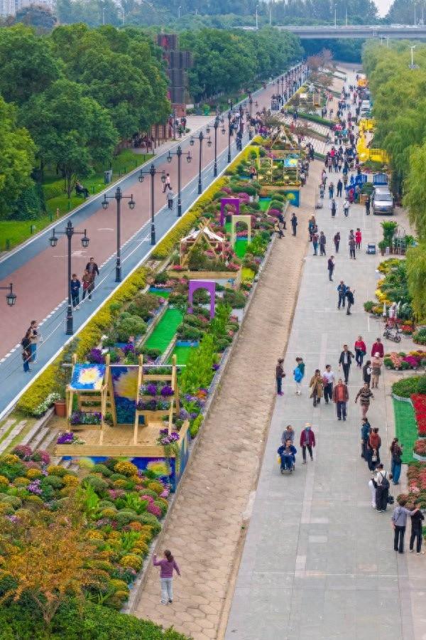 金秋菊展多种花卉组成彩带，汉口江滩百米“花街”出圈