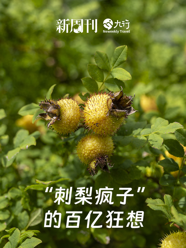 一颗浑身是刺的果子，在拼多多成为产业新贵？