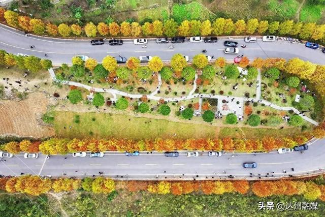 梧桐“染金”！初冬的万源风景如画