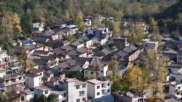 银杏古村披金纱 秦家大院引客来