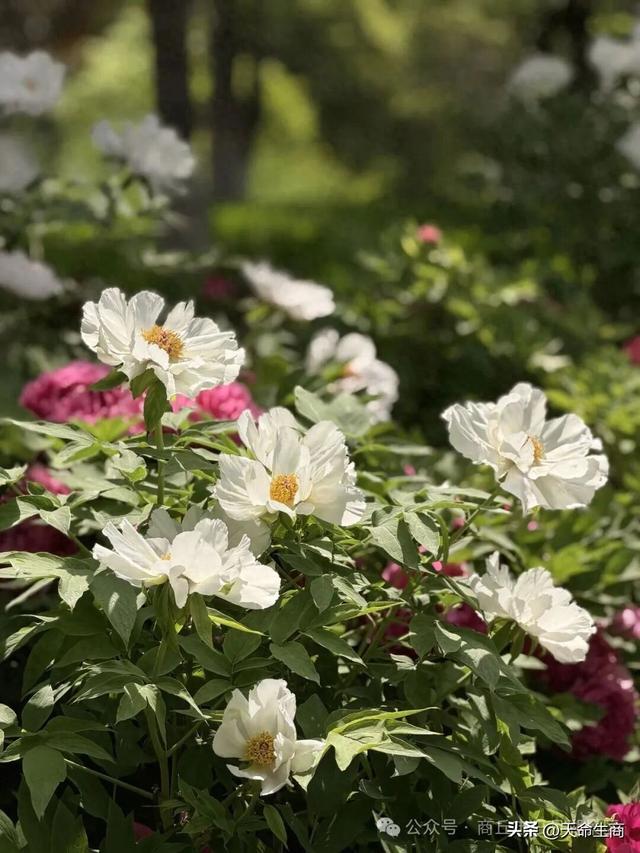 商丘市日月湖景区牡丹花开