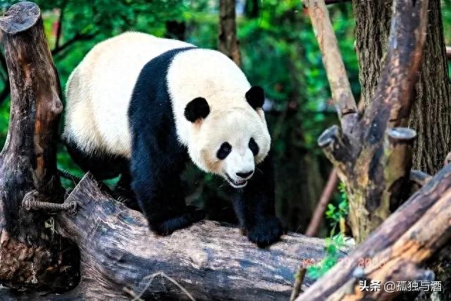 国家一级保护动物排行榜（中国十大一级保护动物）