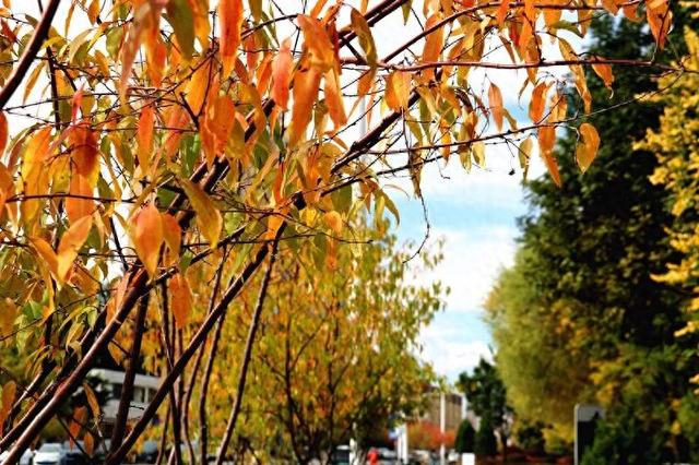 【寻秋・回民区】一园秋色入画来 邂逅公园的醉美时光