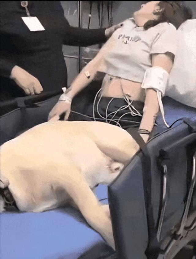 狗狗和主人同框：紧急救援在医院发生