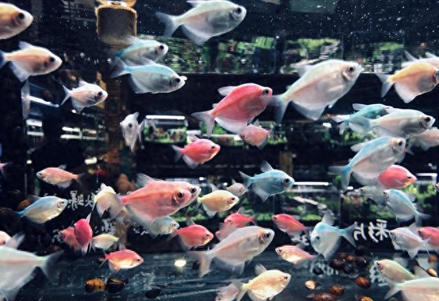 水质优化棒（水族圈八大智商税老鱼友血泪总结这些东西白送都不能要）