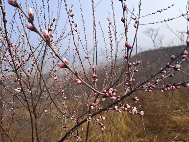 马年第一登啦！——元氏：桃花沟黑水河村赏桃花啦！