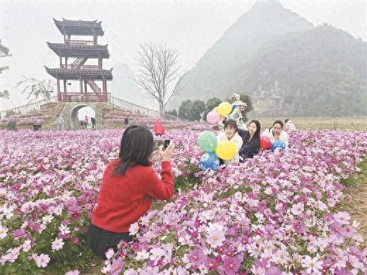 游客恋上格桑花海与“玻璃田”