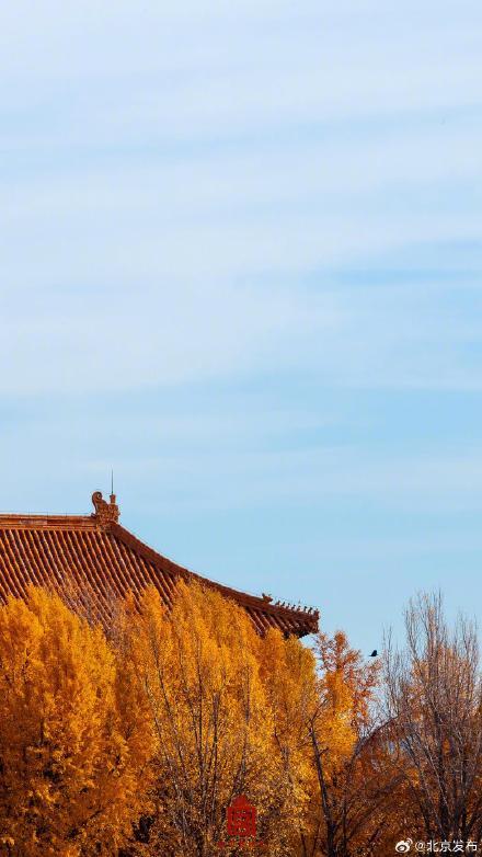 转发收藏！故宫初冬鎏金壁纸上新了
