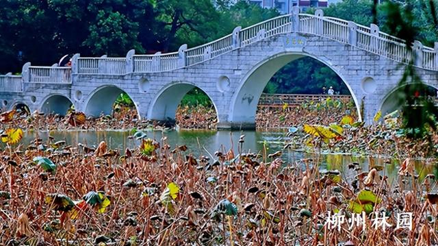 柳州市雀儿山公园荷塘“枯荷听雨”别样美