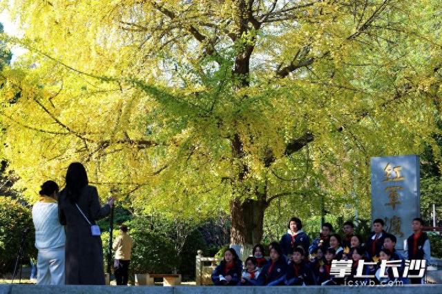 层林尽染  打卡正当时｜组图