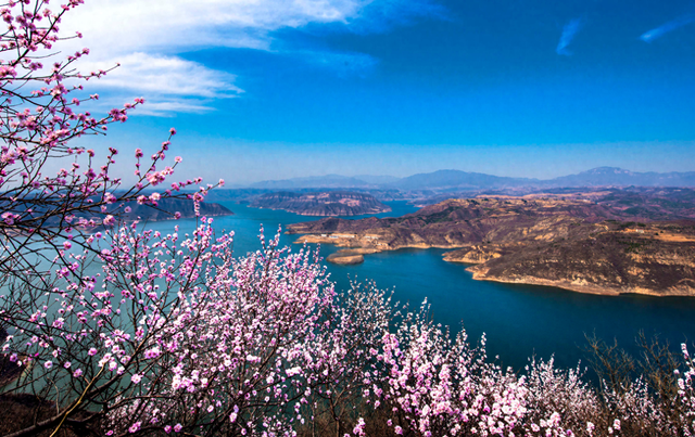 黄河畔 桃花醉｜荆紫仙山第十二届桃花节将于3月8日启幕