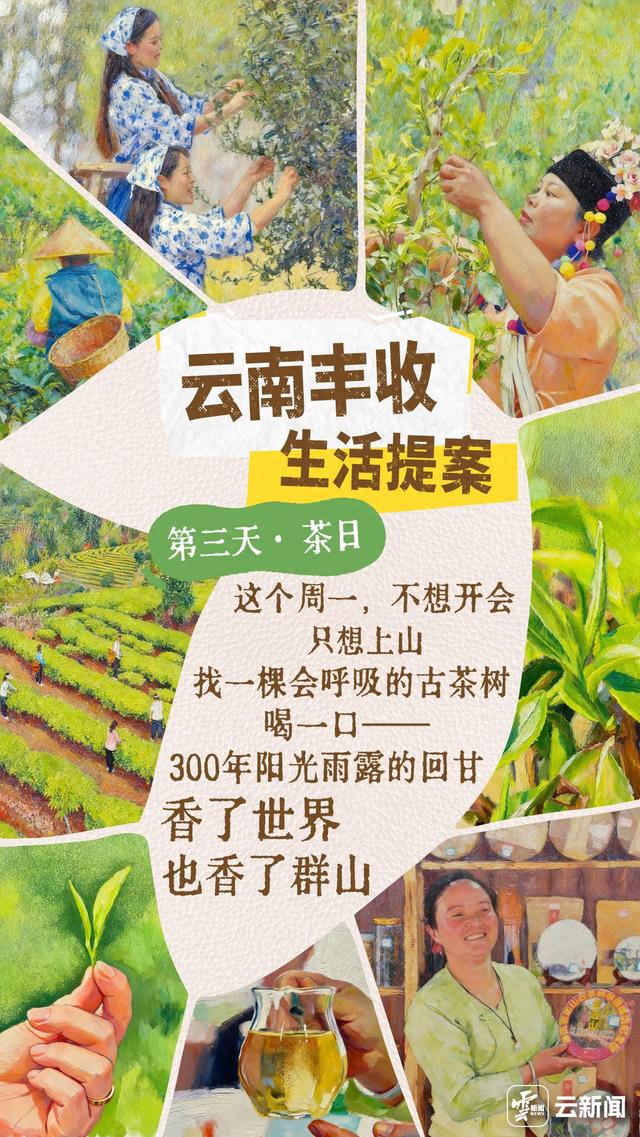 云南丰收生活提案·茶日丨来云南 做一天“慢茶人”！