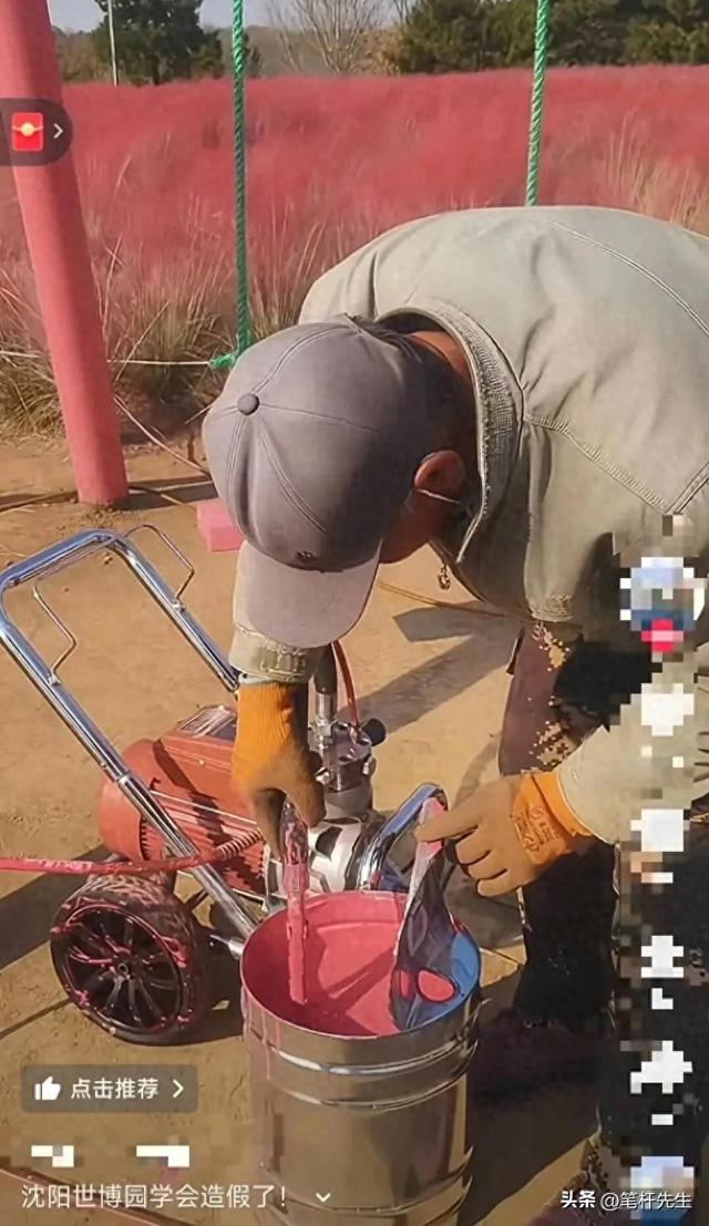 沈阳给草 “刷粉	” 上热搜！网红观赏草爆火，原来草比花还顶用