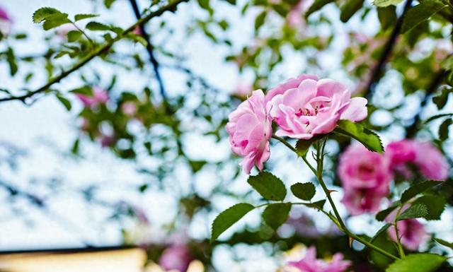 55岁退休五年感悟，独自享受清静，遇到志同道合的退休女性