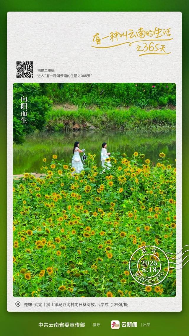 追光不止，向阳而生丨有一种叫云南的生活之365天
