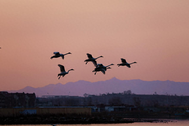 大天鹅飞抵那香海“度假”又岂在朝朝暮暮？