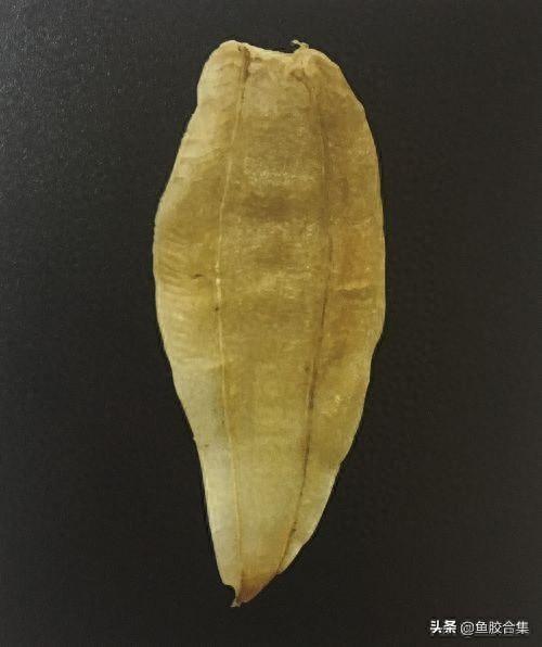 安南鱼胶是什么鱼胶 2026年安南鱼胶是什么鱼胶啊