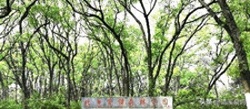 樟语（散文诗）
