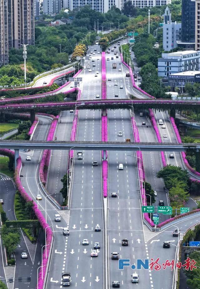 快看！福州高架桥上独特秋景！